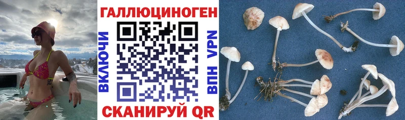 Псилоцибиновые грибы MAGIC MUSHROOMS  Мглин 